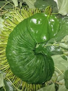 Sweet Betel Leaf