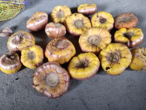 Gladiolus Flowering Bulbs
