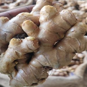 Karnataka Fresh Ginger, Color : Light Brown Medium To Large
