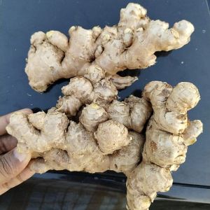Maharashtra Super Quality Ginger, Color : Light Brown