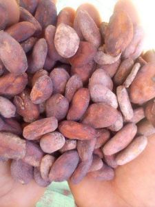 Seeds Cocoa Beans for Human Consumption, Roast : Light
