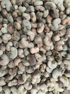 Raw Cashew Nuts