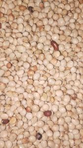 Soybean Seed