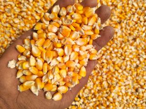 Organic Yellow Maize, Grade : Feed Grade