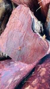 Red Sandal Wood Logs