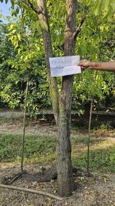 Non Polished Sandal Wood, Shape : Round