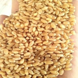 50 Kg Wheat Grain, Packaging Type : Jute Bag, Plastic Bag
