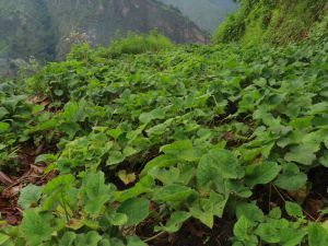 Valerian Root, Form : Raw Material, Purity : 100%organic