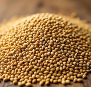 Foxtail Millets