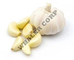 Fresh Garlic