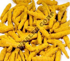 Indian Turmeric Finger