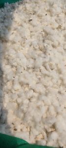 Indian Raw Cotton