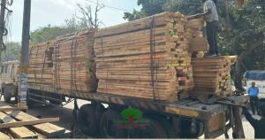 Plain Polished White Ash Wood, Color : Golden Brown