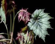 Begonia Josephii Flowering Plant for Leaves Root