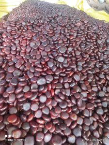 Hard Herbs Gela Seeds