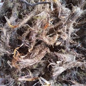 Natural Roots Brown Pila Jadi, Botanical Name : Hydrastis Canadensis