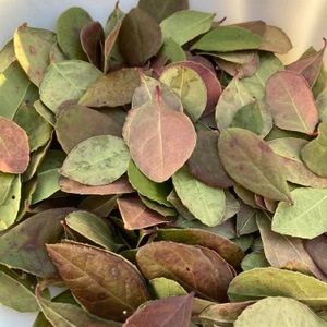 Gaultheria Procumbens Wintergreen Dry Leaves, Grade : Medicine Grade