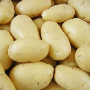 Fresh Pukhraj Potato