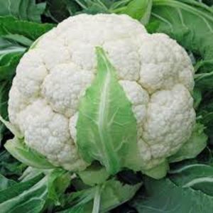 Fresh Natural Cauliflower