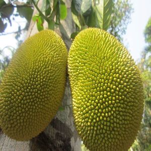 Fresh Raw Jackfruit