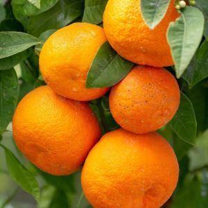 Fresh Sweet Orange