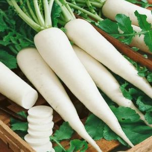 Fresh White Radish