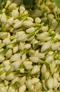 Jasminum Officinale Indian Jasmine Flower