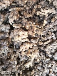 Fresh Ginger Mizoram