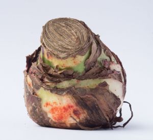 A Grade Elephant Foot Yam, Color : Brown