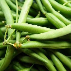 Green Fresh French Beans, Packaging Type : Bag for Cooking