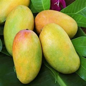 Yellow-orange Fresh Indian Kesar Mango, Packaging Type : Carton Box