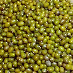 Indian Whole Green Moong Dal, Packaging Type : Bag for Cooking