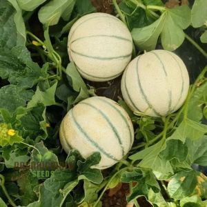Natural Musk Melon, Packaging Size : 10Kg, 15Kg, 20Kg, 25Kg