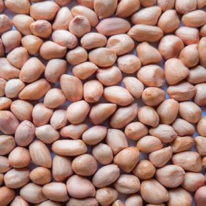 Natural Java Groundnut Kernels, Packaging Size : 25-50 Kg