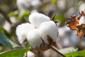 Plain White Cotton, Packaging Type : Roll, Bale, Purity : 99%