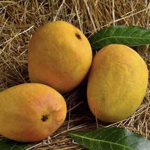 A Grade Fresh Alphonso Mango