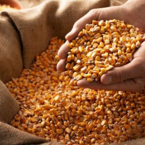 A Grade Yellow Corn Maize