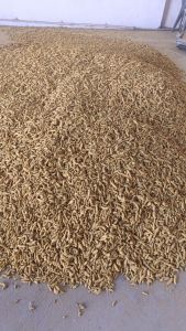 Finger Turmeric Finger Turmeric