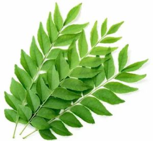 Fresh Aromatic Curry Leaf, Color : Deep Green Leaves
