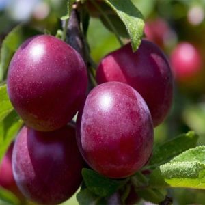 Fresh Red Plums, Taste : Sweet & Tart, Packaging Type : 6-8 Kg Box