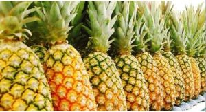 Fresh Sweet Pineapple, Packaging Size : 8-10 Kg Carton