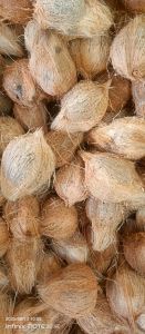 Fully Husked Coconut
