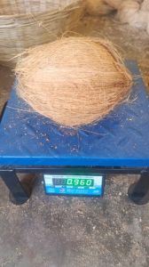 Semi Husked Coconuts Large