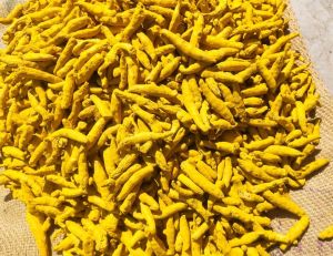 Natural Nizamabad Double Polish Turmeric Finger