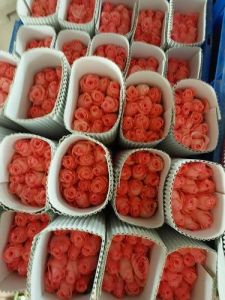 Fresh Baby Pink Dutch Rose, Packaging Type : Paper Bunch