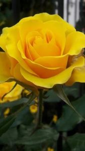 Fresh Yellow Rose Wedding, Anniversary, Birthday, Purity : 98 %