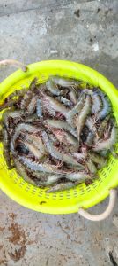 Black Tiger Prawns
