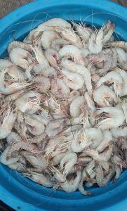 White Prawns