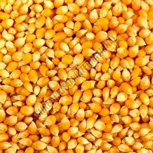 Yellow Maize Seeds,  Drying Process : Sun Drying