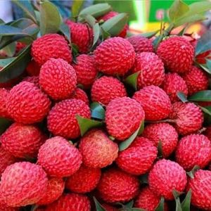 Fresh Litchi, Packaging Type : Carton Box
